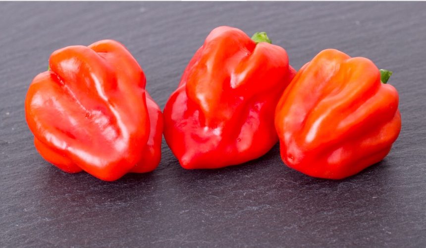 About Scotch Bonnet Pepper